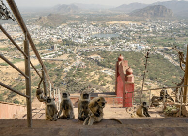 RAJASTHAN | Pushkar