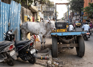 TAMIL NADU | Chennai