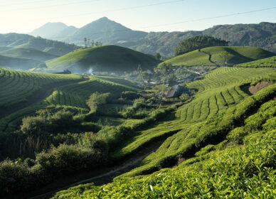 TAMIL NADU | Munnar