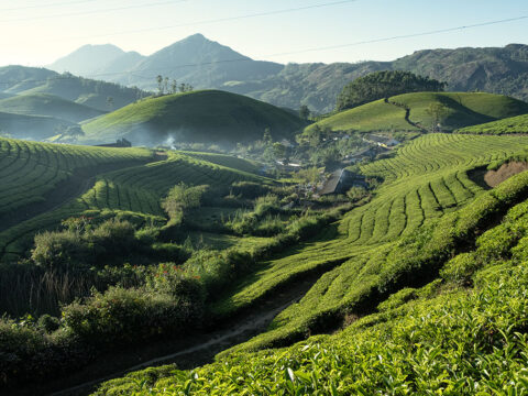 TAMIL NADU | Munnar