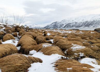 NORVÈGE