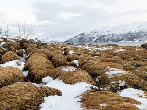 NORVÈGE